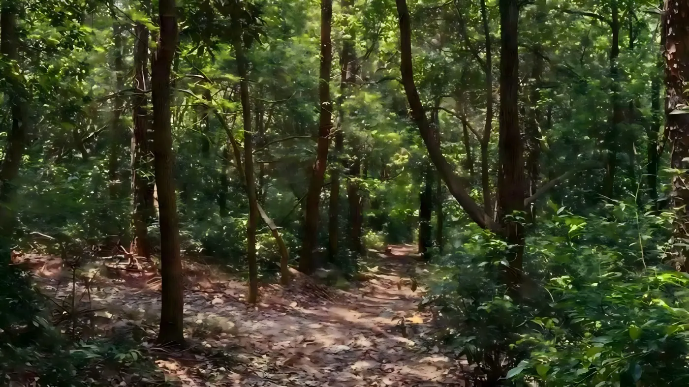 山雾